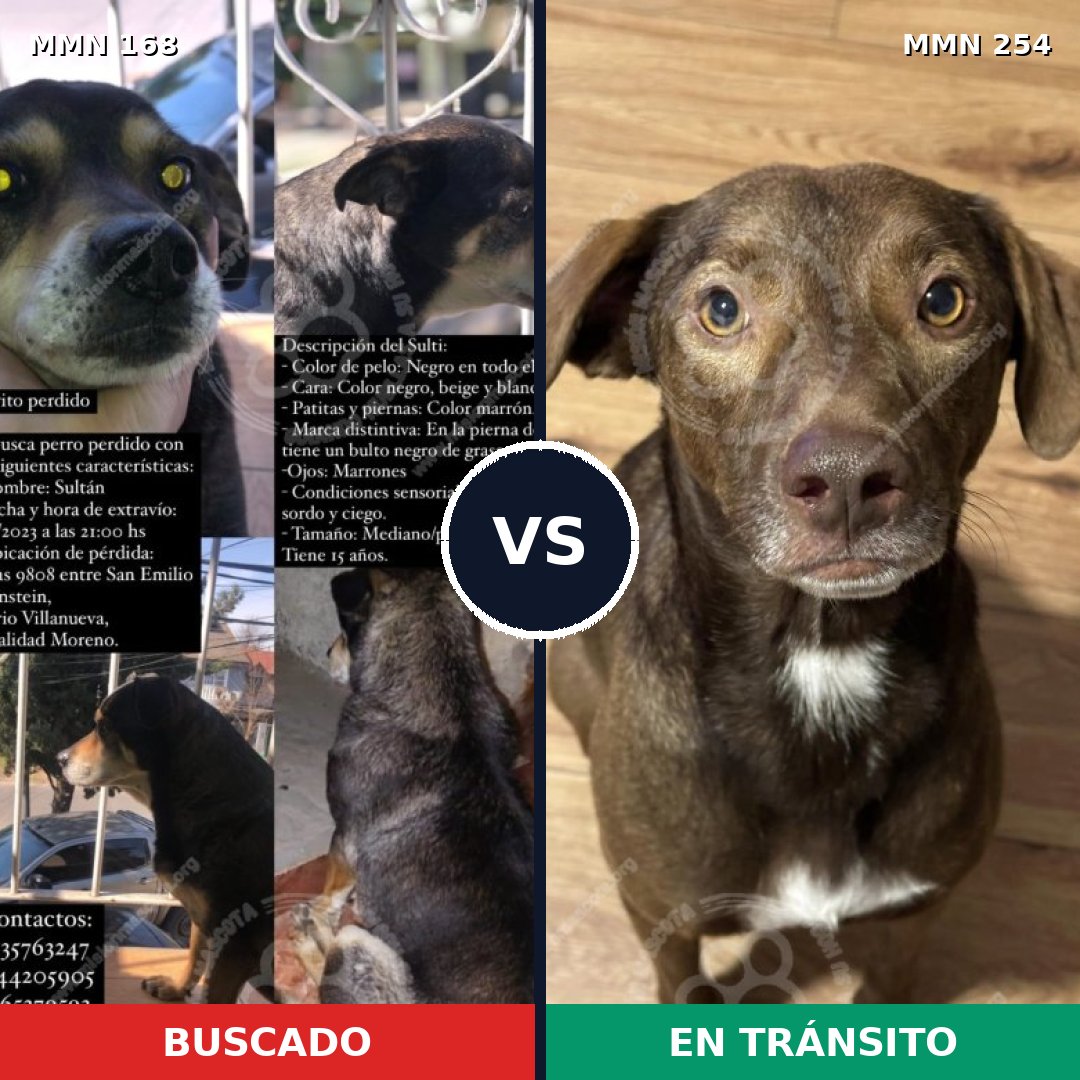 Comparativa MMS 4287: mascota perdida y mascota encontrada, 46% de similitud