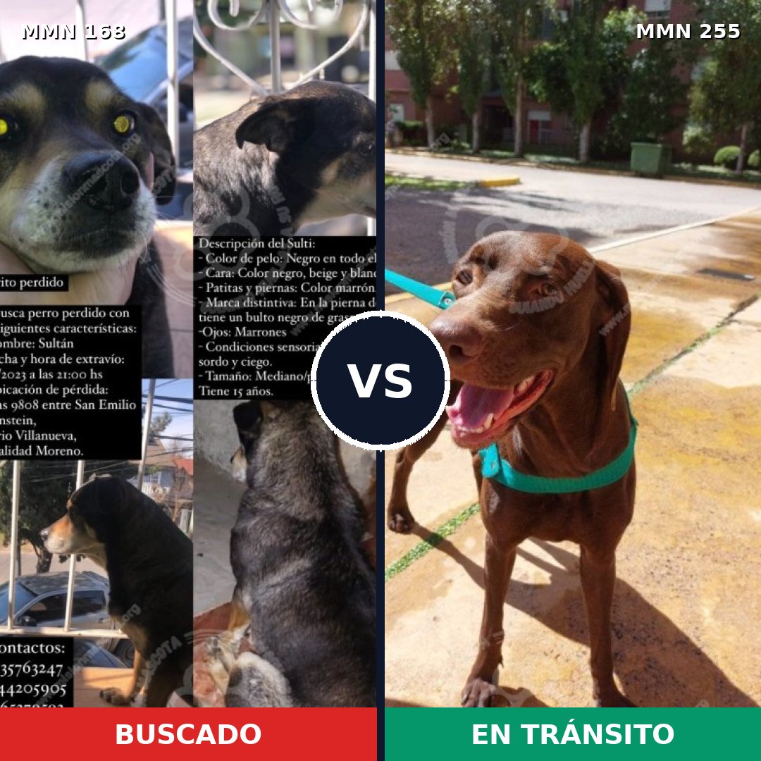 Comparativa MMS 4288: mascota perdida y mascota encontrada, 6% de similitud