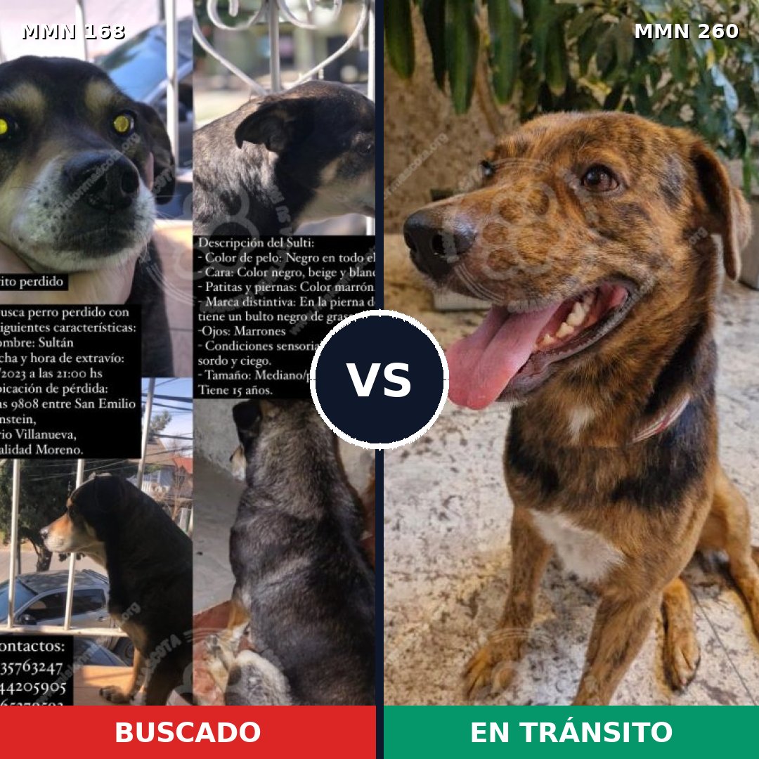 Comparativa MMS 4289: mascota perdida y mascota encontrada, 30% de similitud