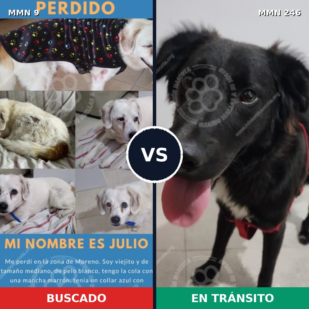 Comparativa MMS 429: mascota perdida y mascota encontrada, 75% de similitud