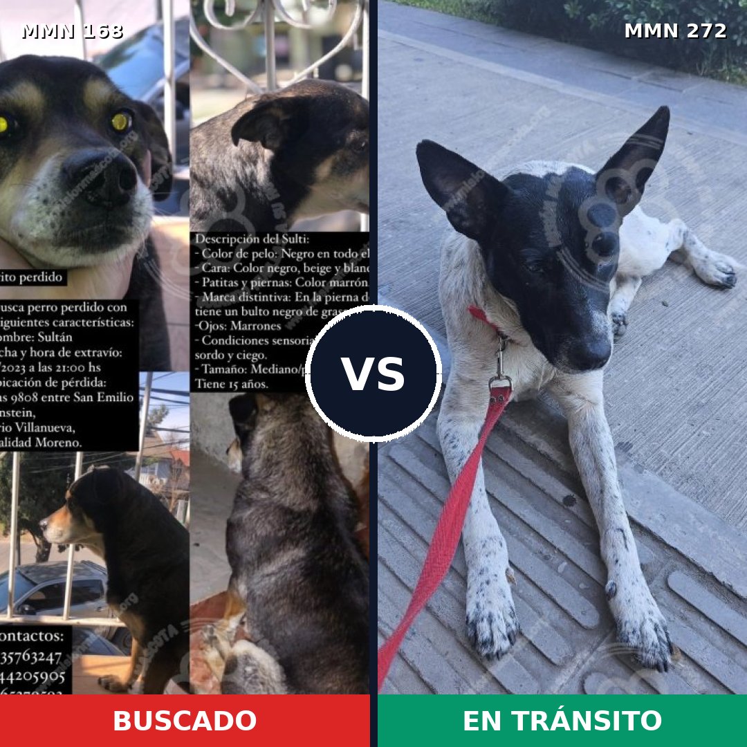 Comparativa MMS 4290: mascota perdida y mascota encontrada, 15% de similitud