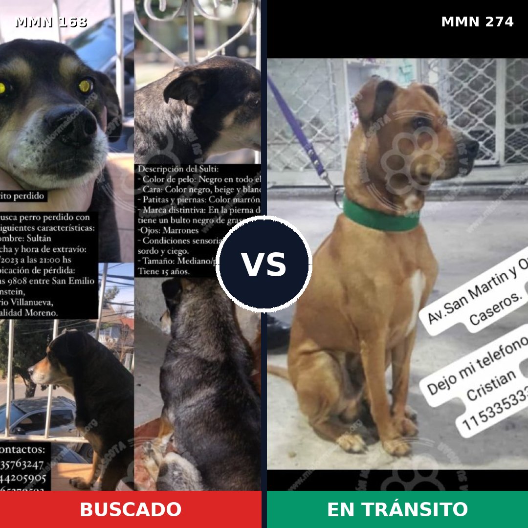 Comparativa MMS 4291: mascota perdida y mascota encontrada, 59% de similitud