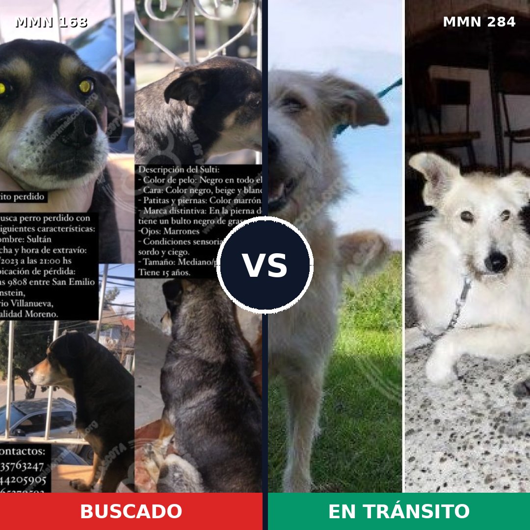 Comparativa MMS 4292: mascota perdida y mascota encontrada, 48% de similitud