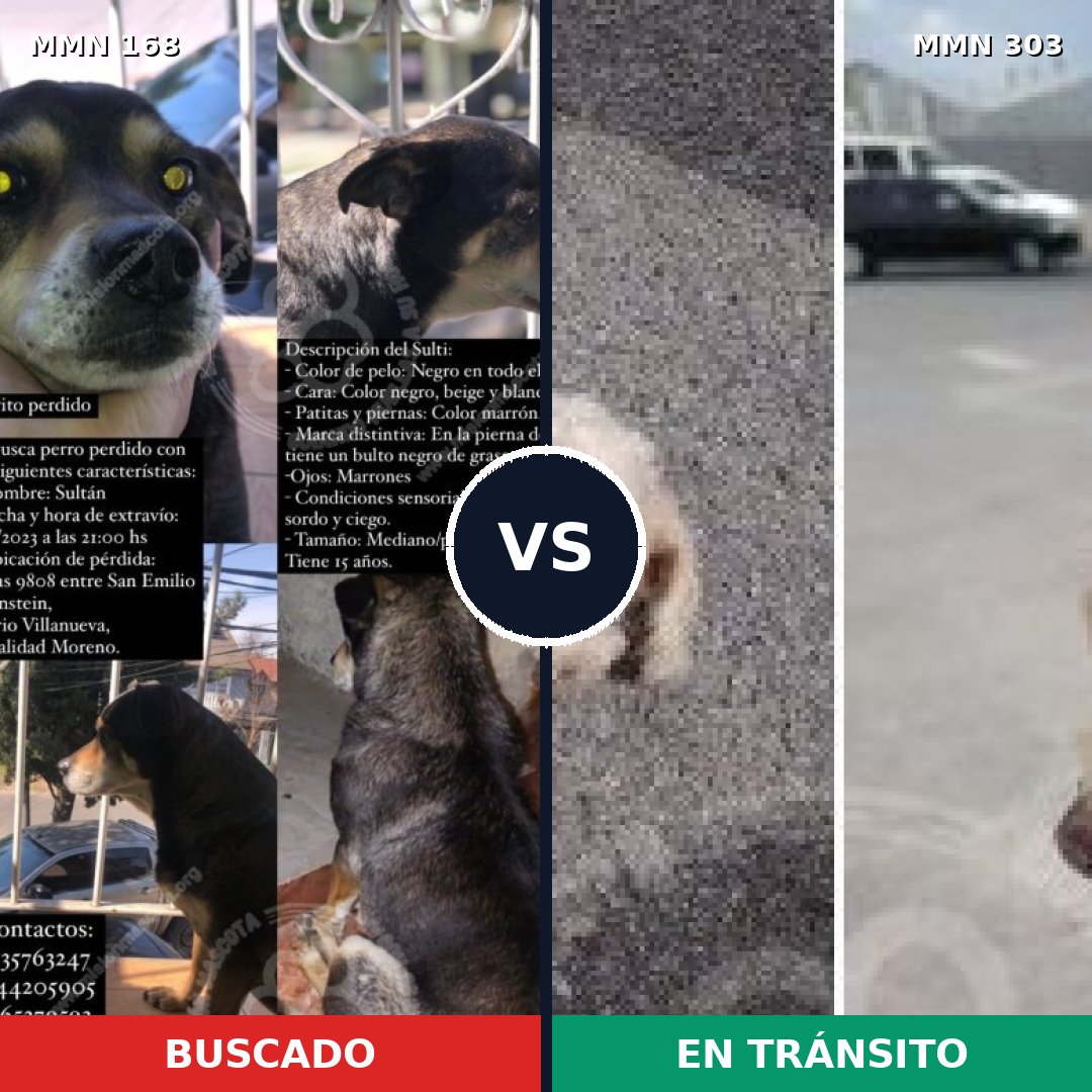 Comparativa MMS 4293: mascota perdida y mascota encontrada, 8% de similitud