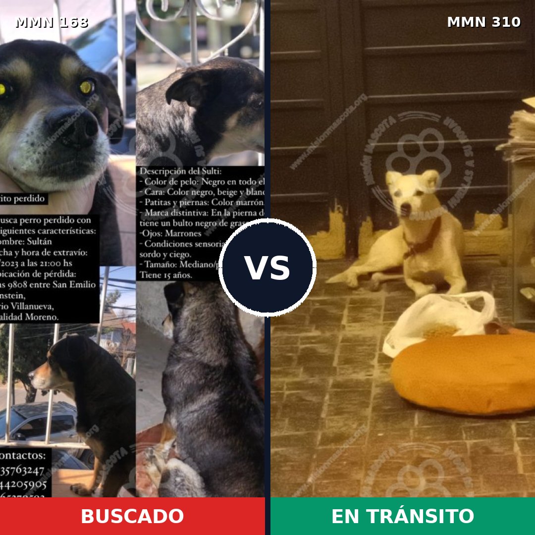 Comparativa MMS 4294: mascota perdida y mascota encontrada, 57% de similitud