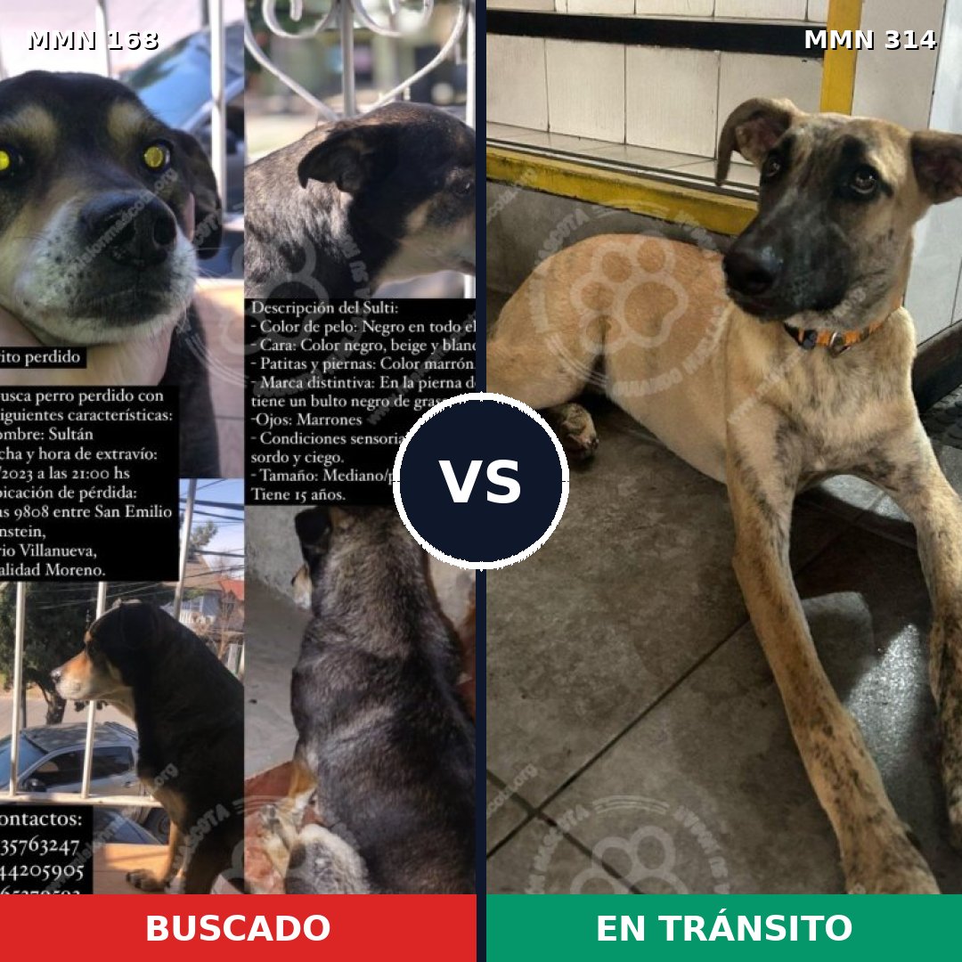Comparativa MMS 4295: mascota perdida y mascota encontrada, 33% de similitud