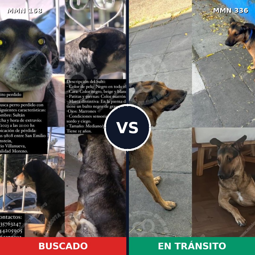 Comparativa MMS 4296: mascota perdida y mascota encontrada, 83% de similitud