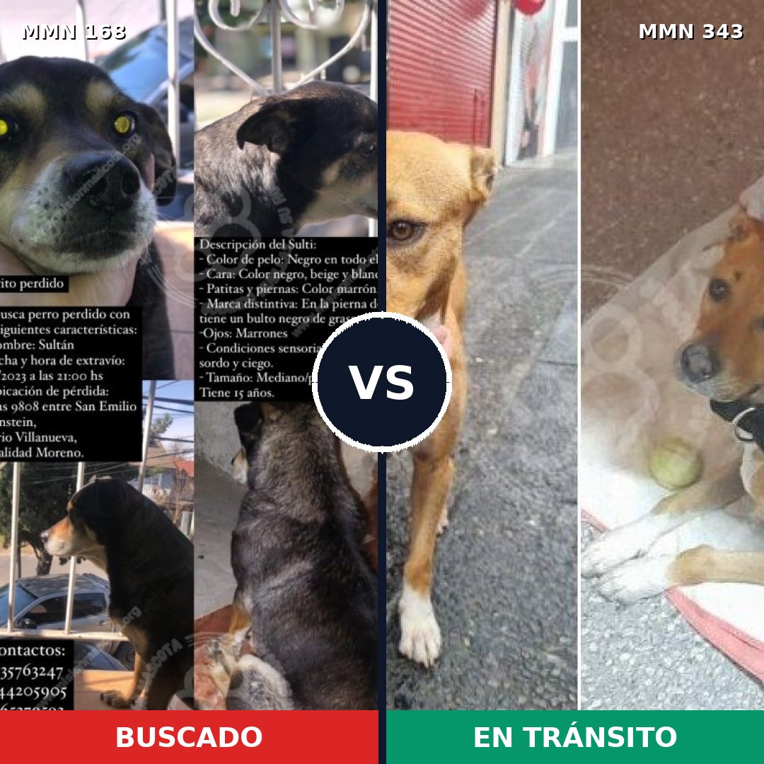 Comparativa MMS 4297: mascota perdida y mascota encontrada, 66% de similitud