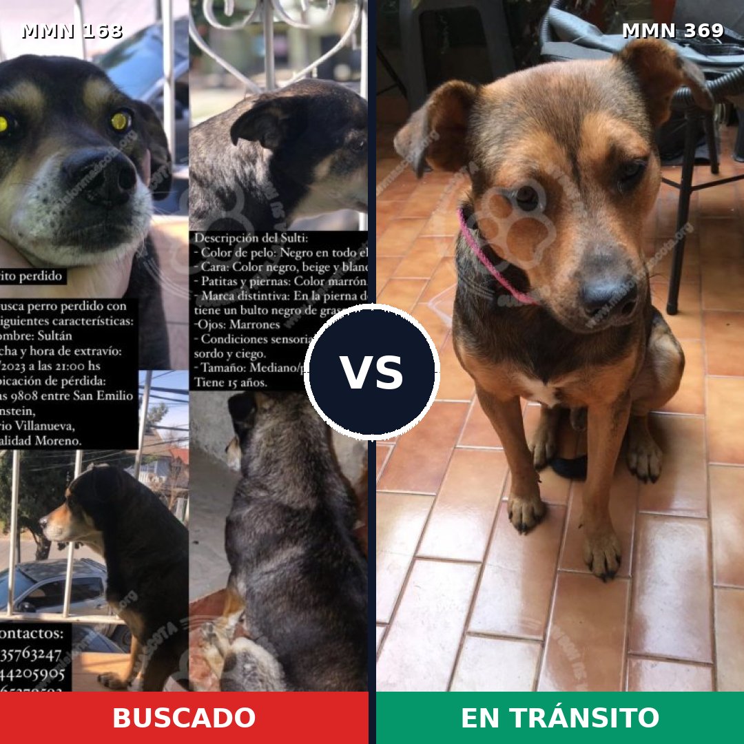 Comparativa MMS 4298: mascota perdida y mascota encontrada, 78% de similitud