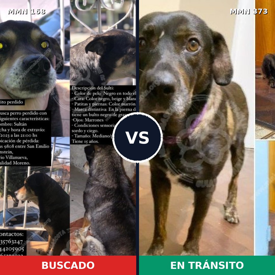 Comparativa MMS 4299: mascota perdida y mascota encontrada, 57% de similitud