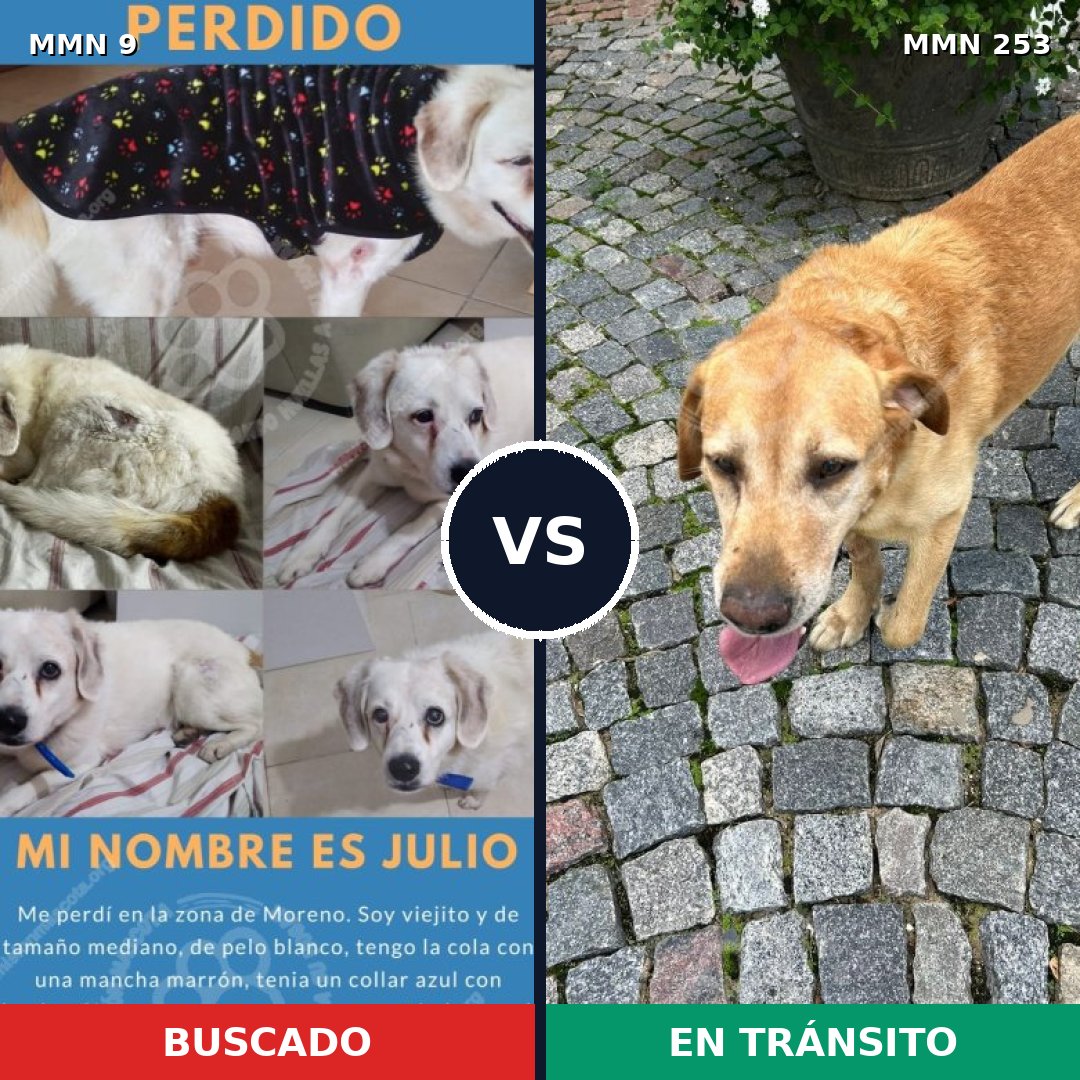 Comparativa MMS 430: mascota perdida y mascota encontrada, 57% de similitud