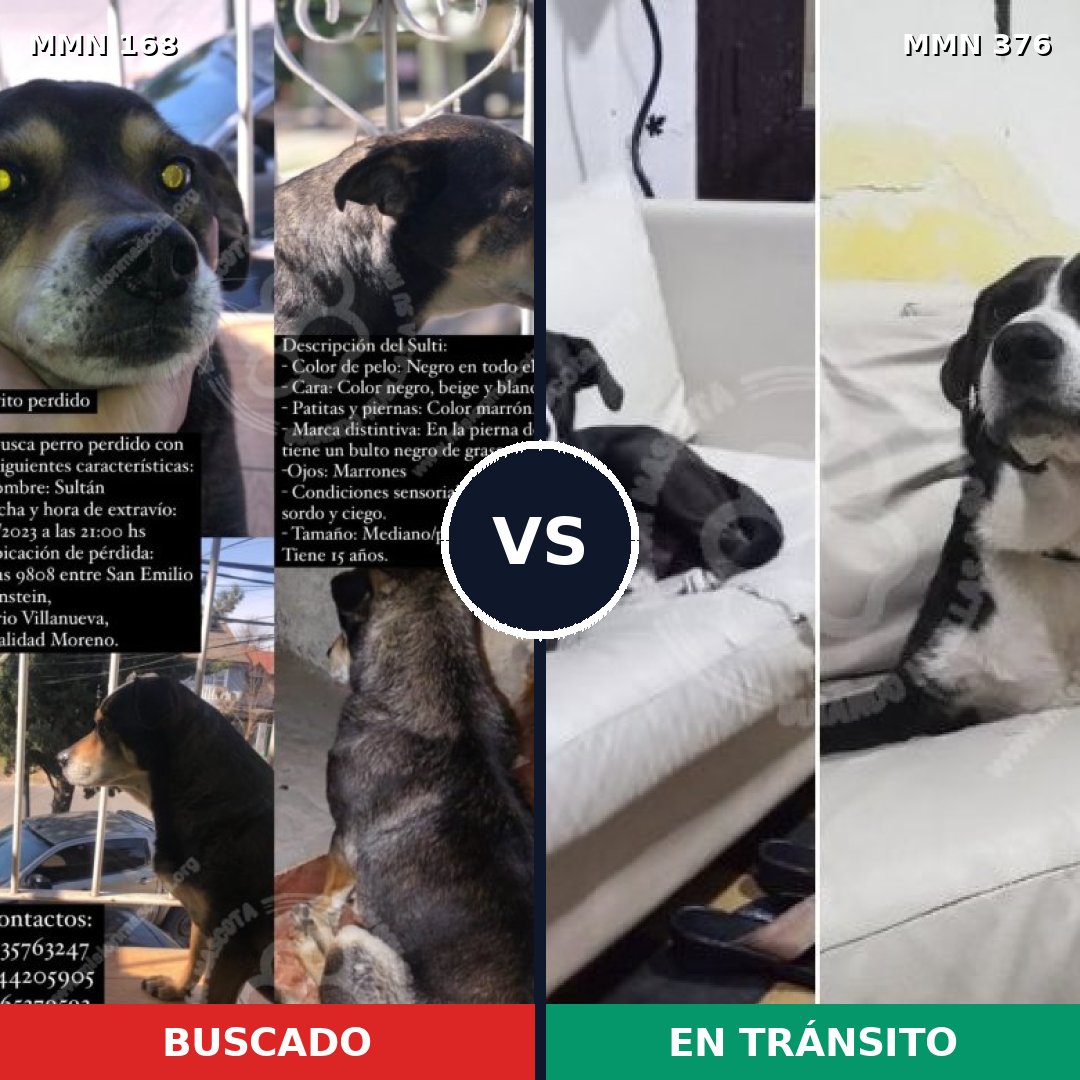 Comparativa MMS 4300: mascota perdida y mascota encontrada, 63% de similitud