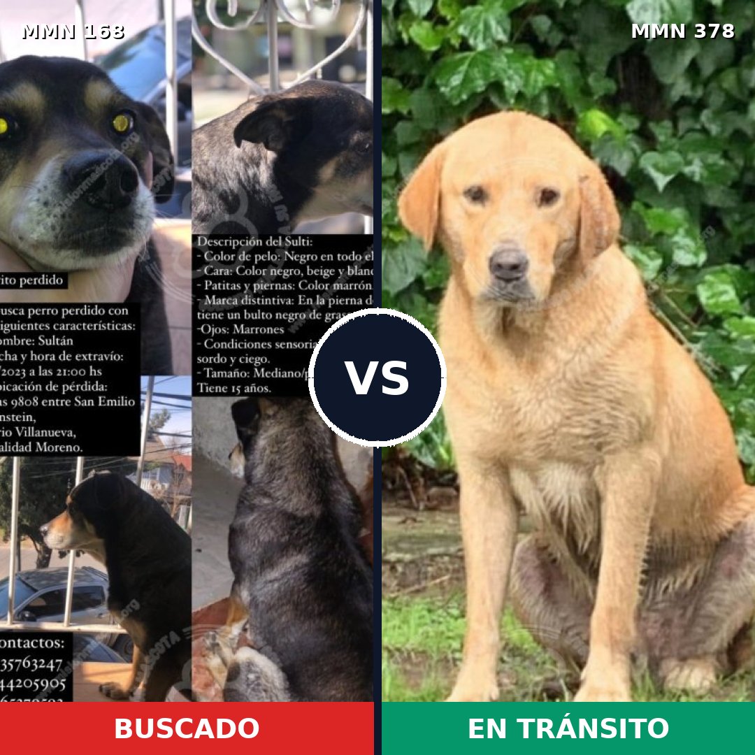 Comparativa MMS 4301: mascota perdida y mascota encontrada, 30% de similitud