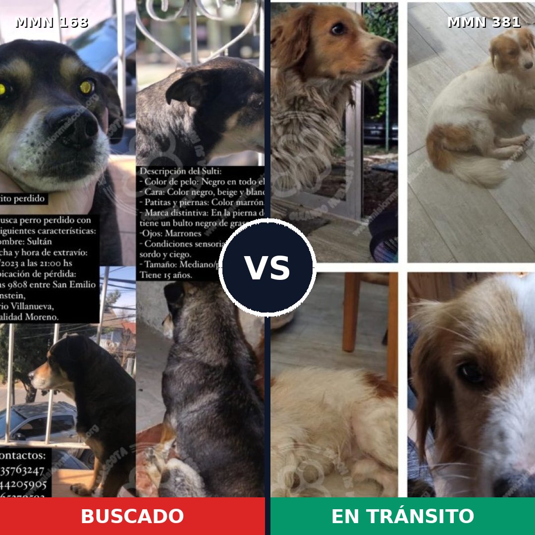 Comparativa MMS 4302: mascota perdida y mascota encontrada, 63% de similitud