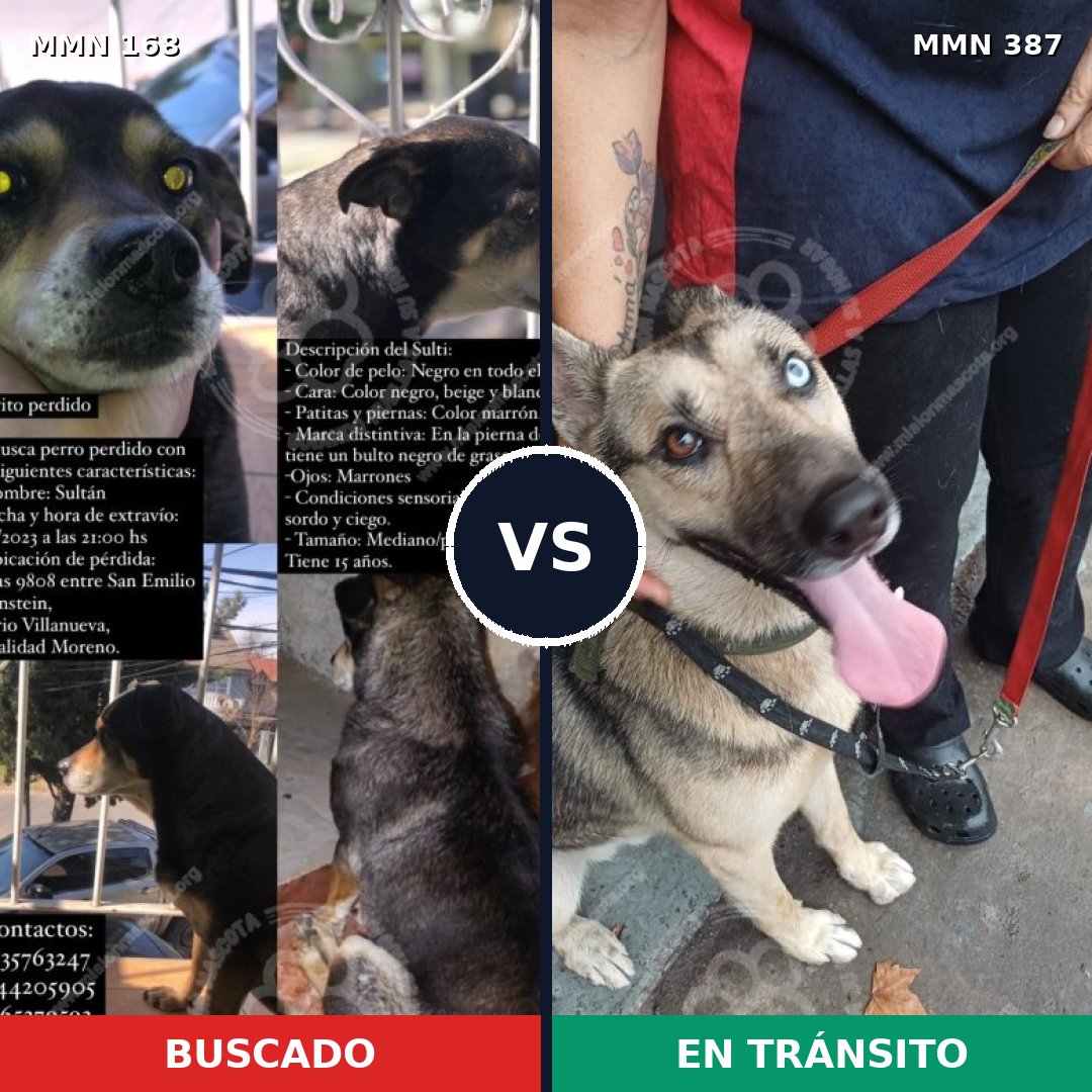 Comparativa MMS 4303: mascota perdida y mascota encontrada, 53% de similitud