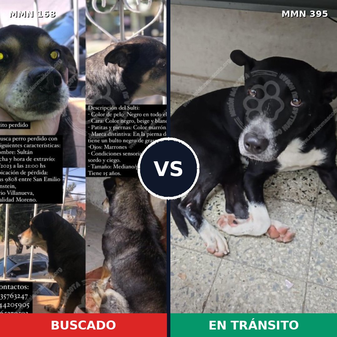 Comparativa MMS 4304: mascota perdida y mascota encontrada, 66% de similitud