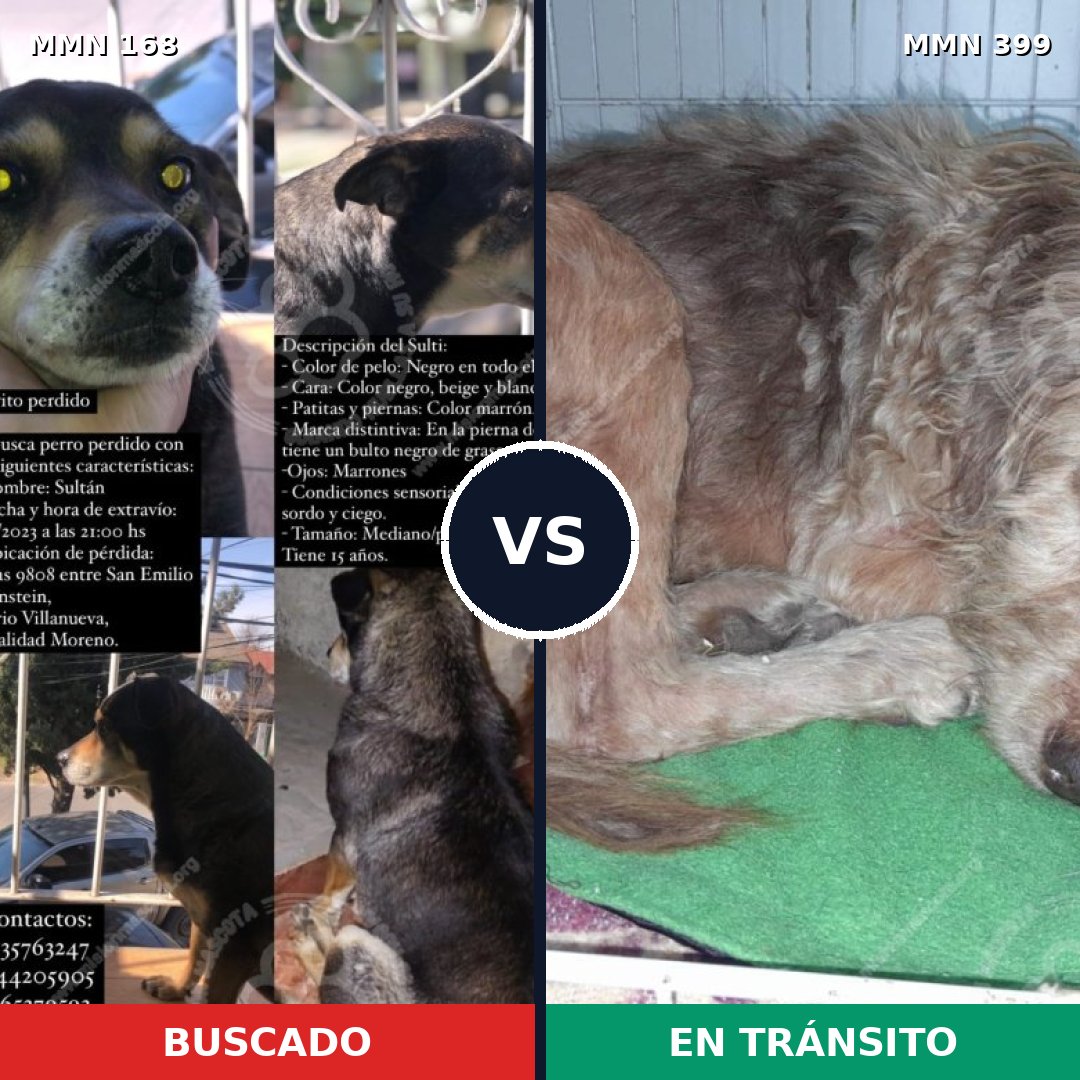 Comparativa MMS 4305: mascota perdida y mascota encontrada, 68% de similitud