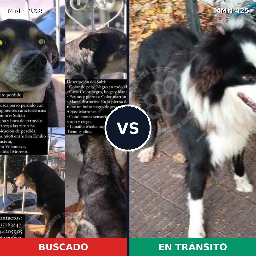 Comparativa MMS 4308: mascota perdida y mascota encontrada, 25% de similitud