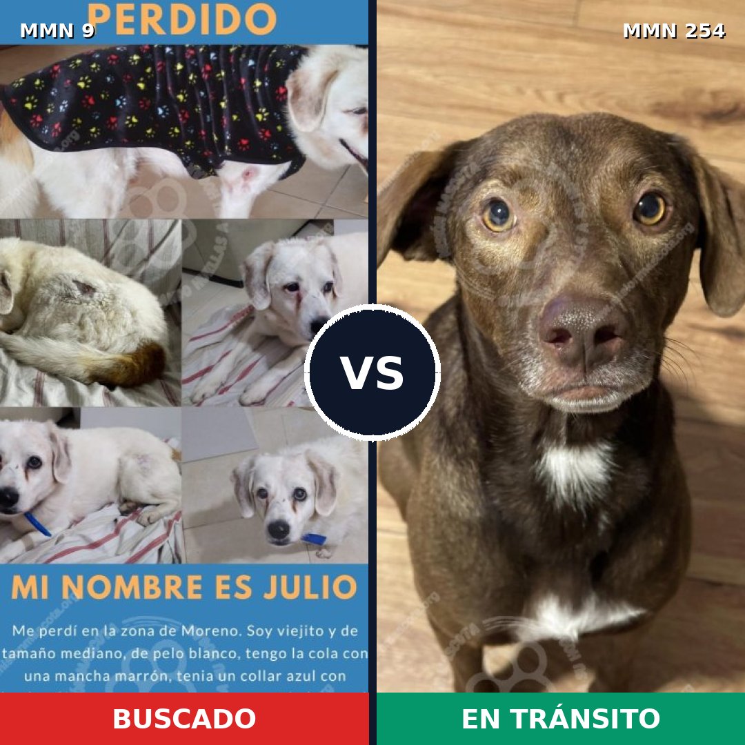 Comparativa MMS 431: mascota perdida y mascota encontrada, 72% de similitud