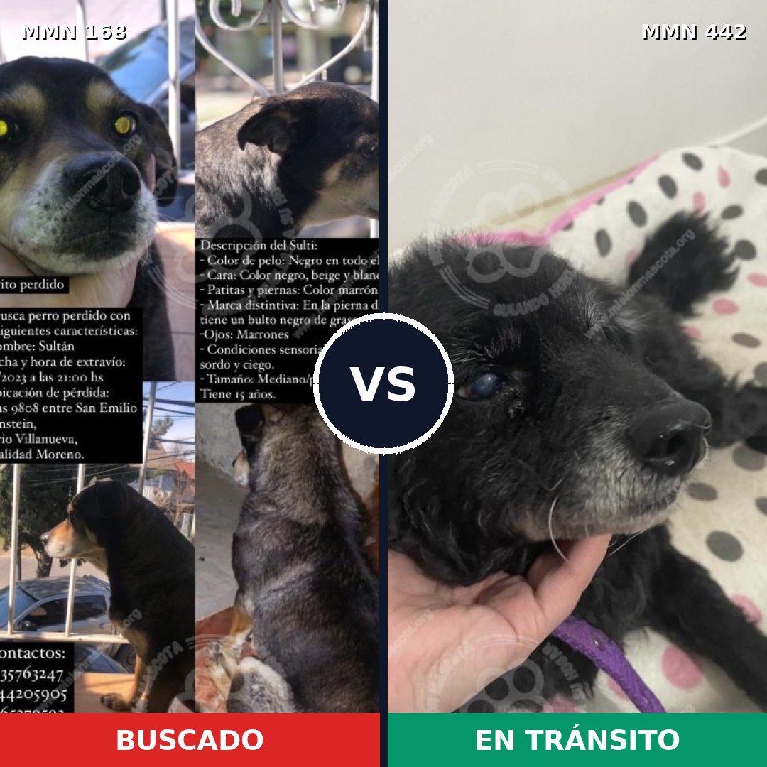 Comparativa MMS 4310: mascota perdida y mascota encontrada, 68% de similitud