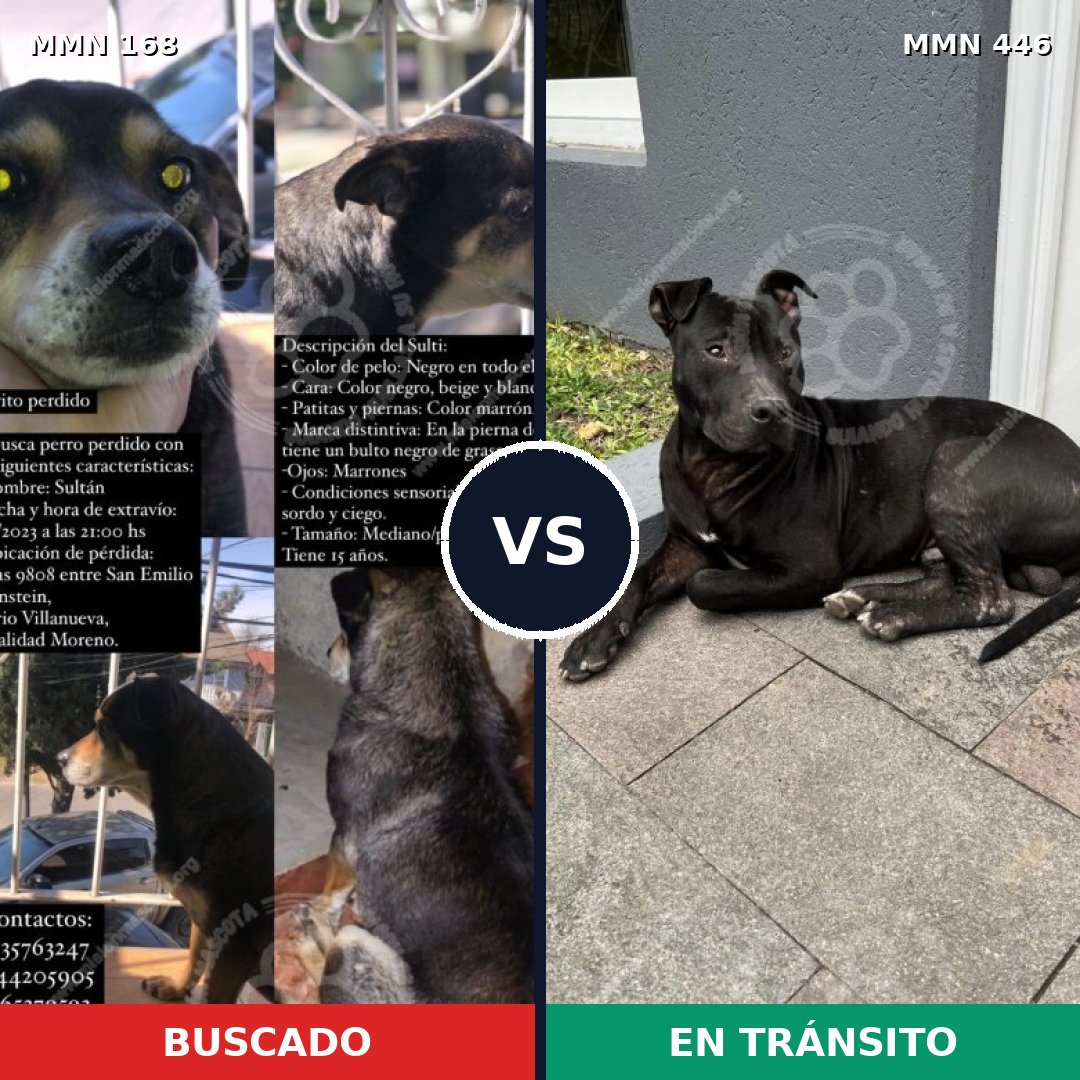 Comparativa MMS 4311: mascota perdida y mascota encontrada, 66% de similitud