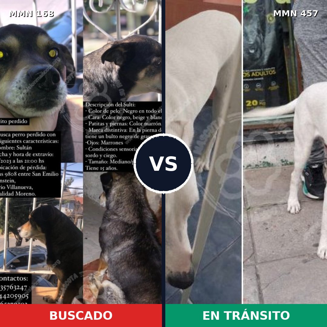 Comparativa MMS 4312: mascota perdida y mascota encontrada, 46% de similitud