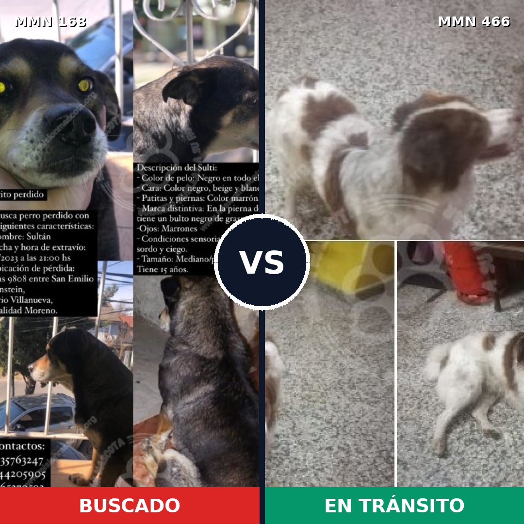 Comparativa MMS 4314: mascota perdida y mascota encontrada, 53% de similitud