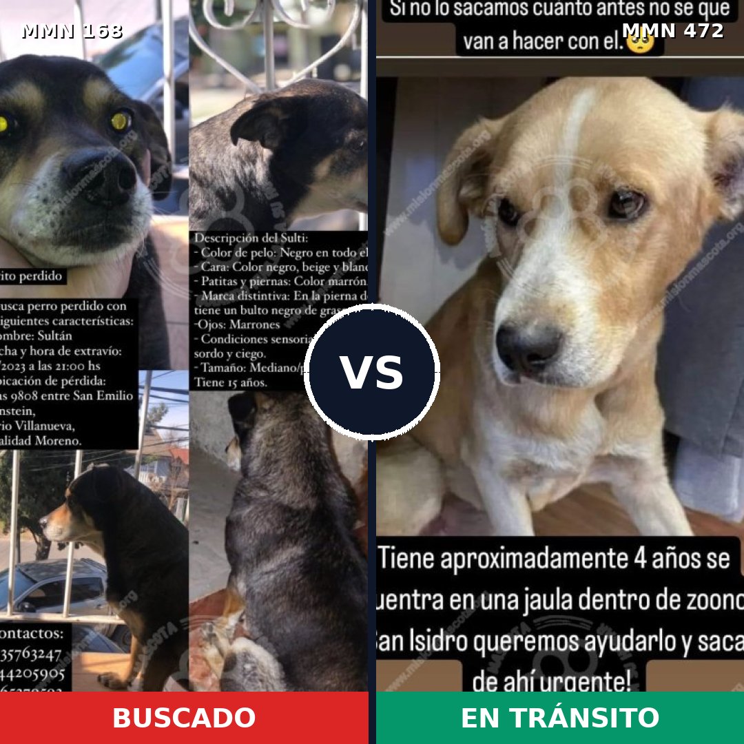 Comparativa MMS 4315: mascota perdida y mascota encontrada, 66% de similitud