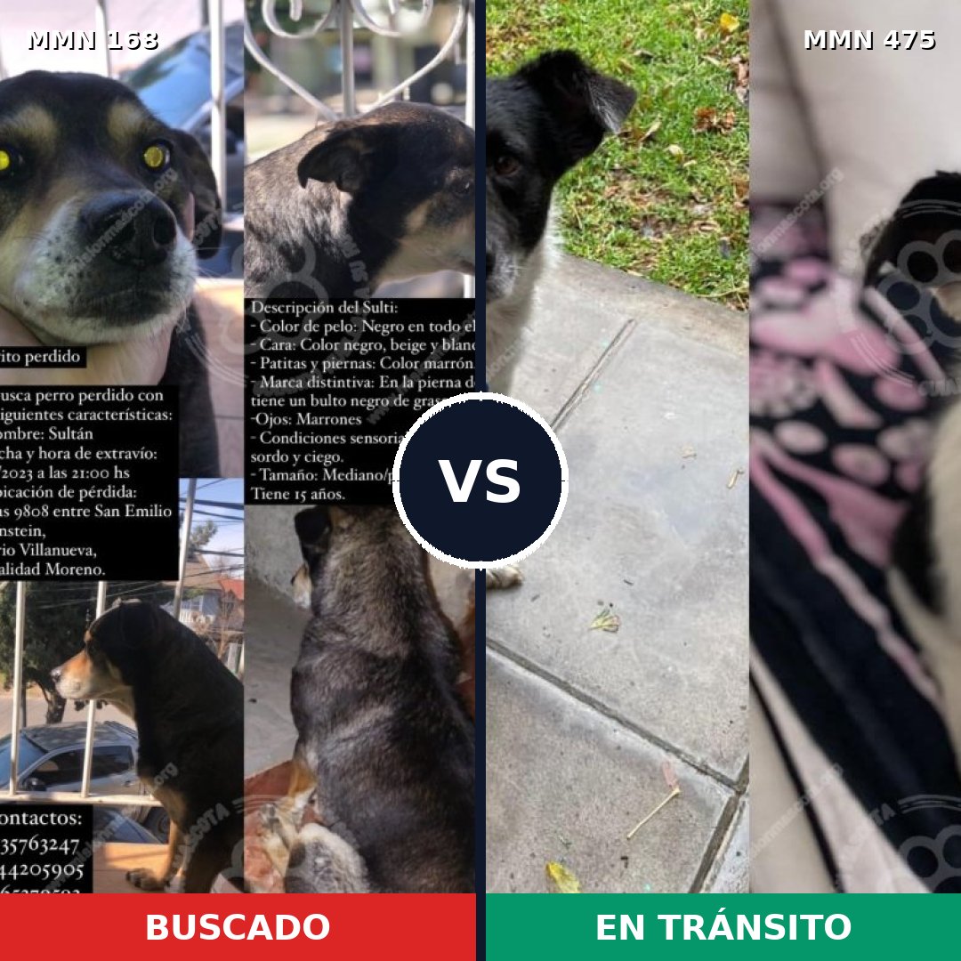 Comparativa MMS 4316: mascota perdida y mascota encontrada, 66% de similitud