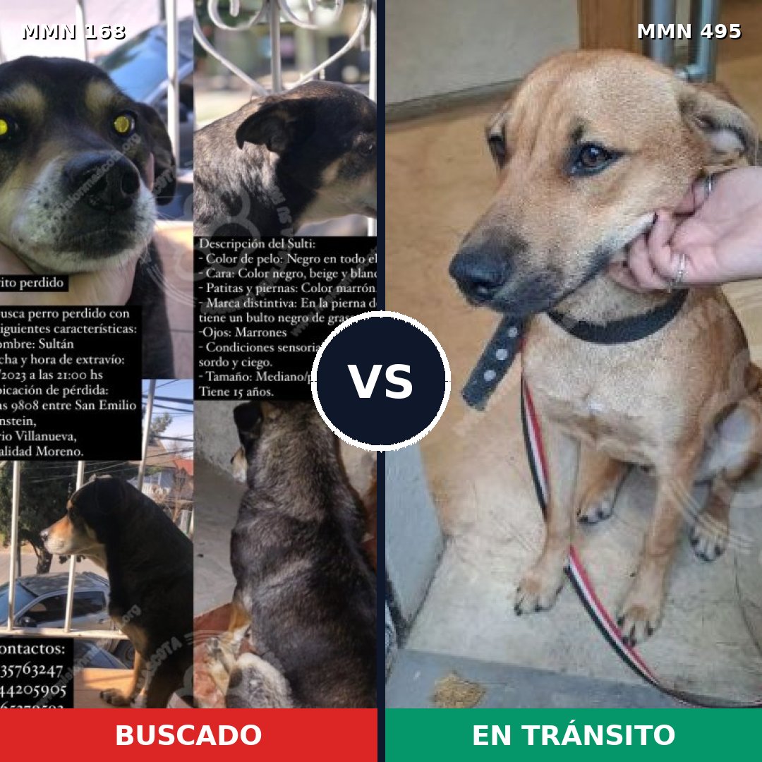 Comparativa MMS 4318: mascota perdida y mascota encontrada, 63% de similitud