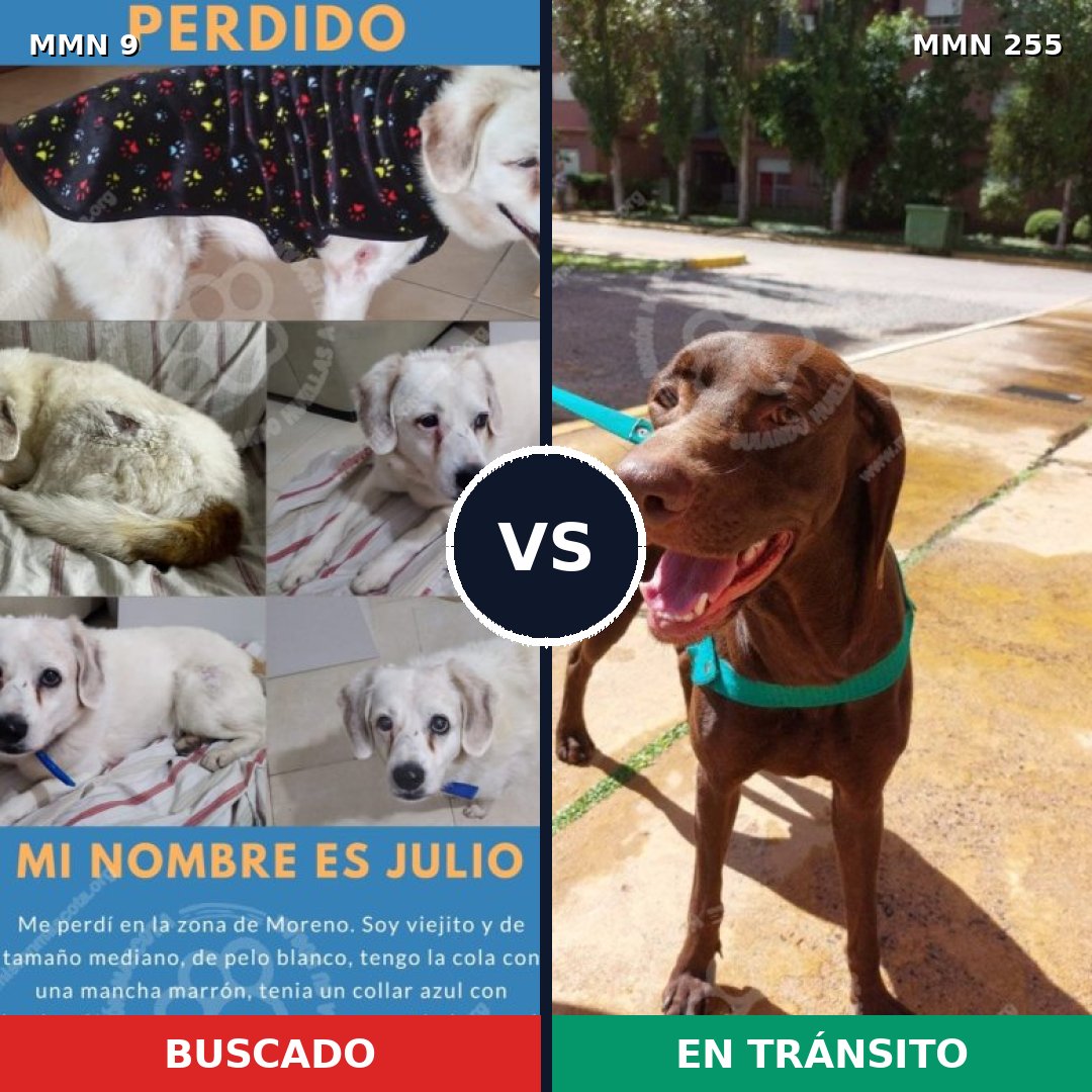 Comparativa MMS 432: mascota perdida y mascota encontrada, 55% de similitud