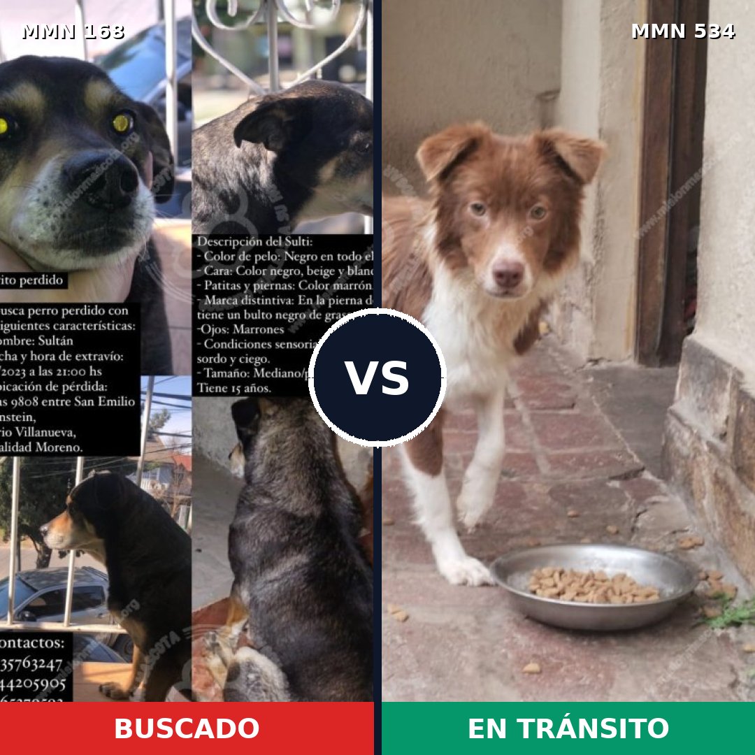 Comparativa MMS 4322: mascota perdida y mascota encontrada, 63% de similitud