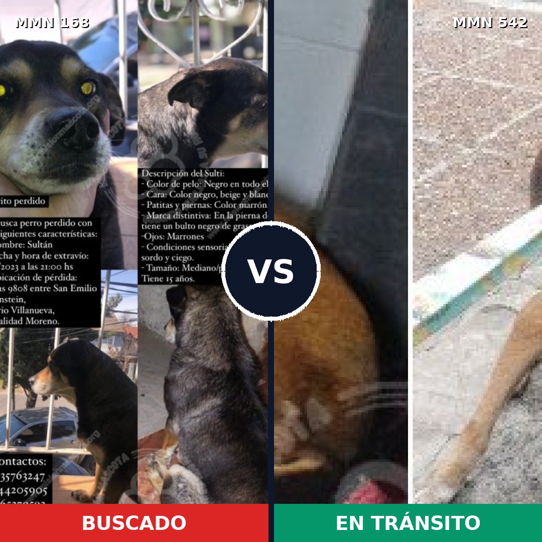 Comparativa MMS 4323: mascota perdida y mascota encontrada, 26% de similitud