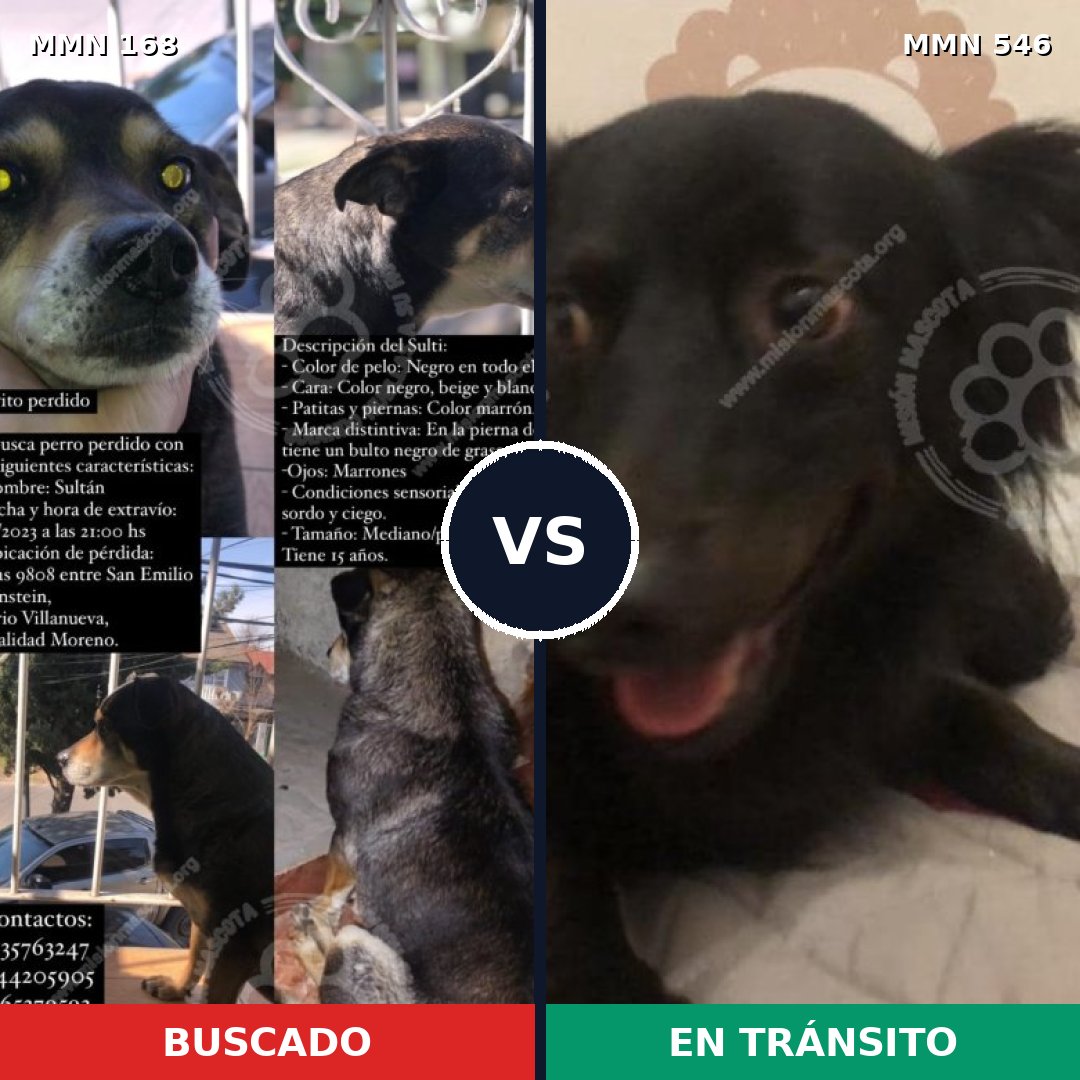 Comparativa MMS 4324: mascota perdida y mascota encontrada, 25% de similitud