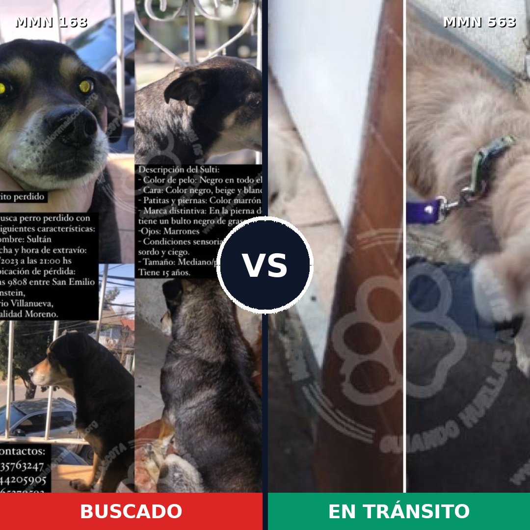 Comparativa MMS 4326: mascota perdida y mascota encontrada, 59% de similitud
