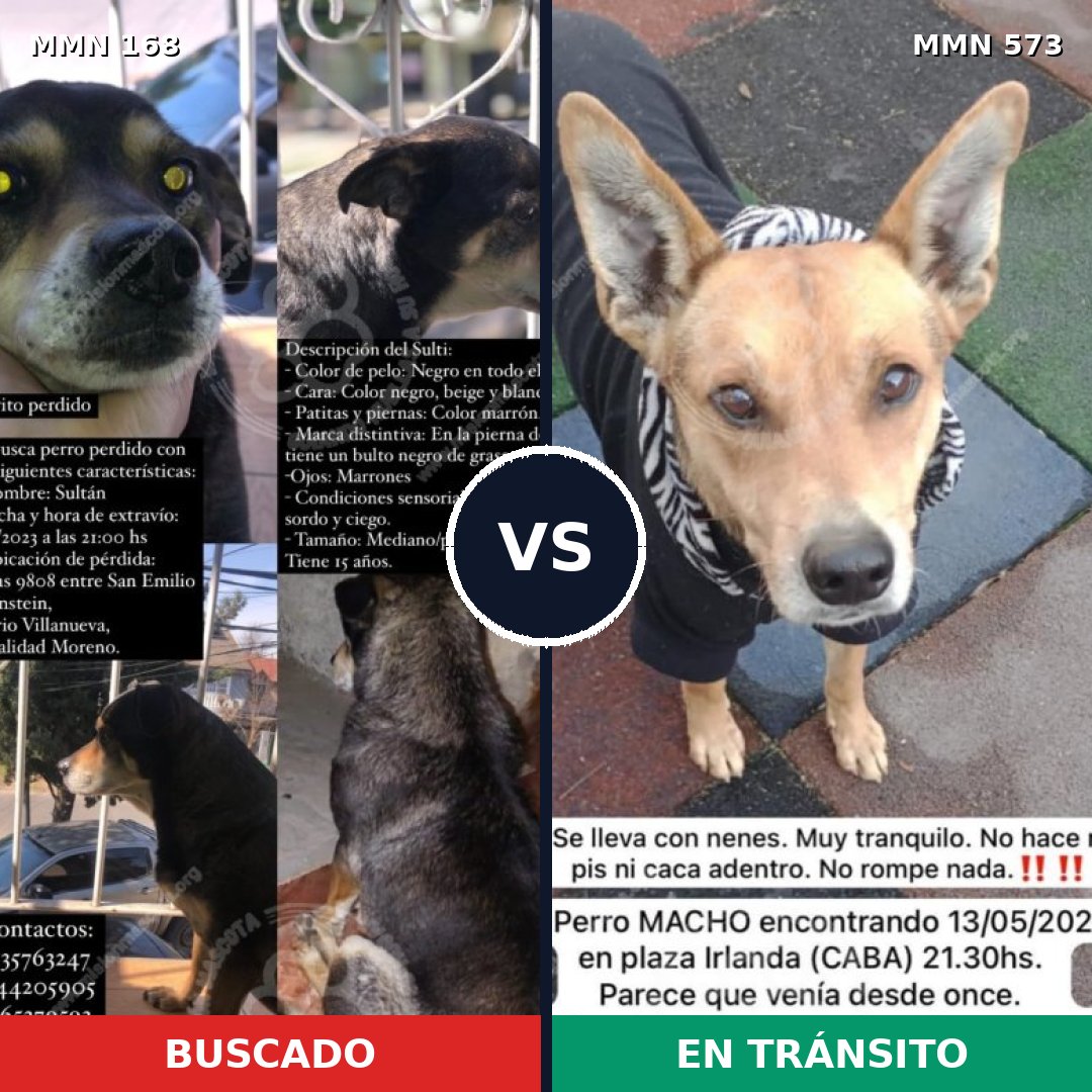 Comparativa MMS 4327: mascota perdida y mascota encontrada, 80% de similitud