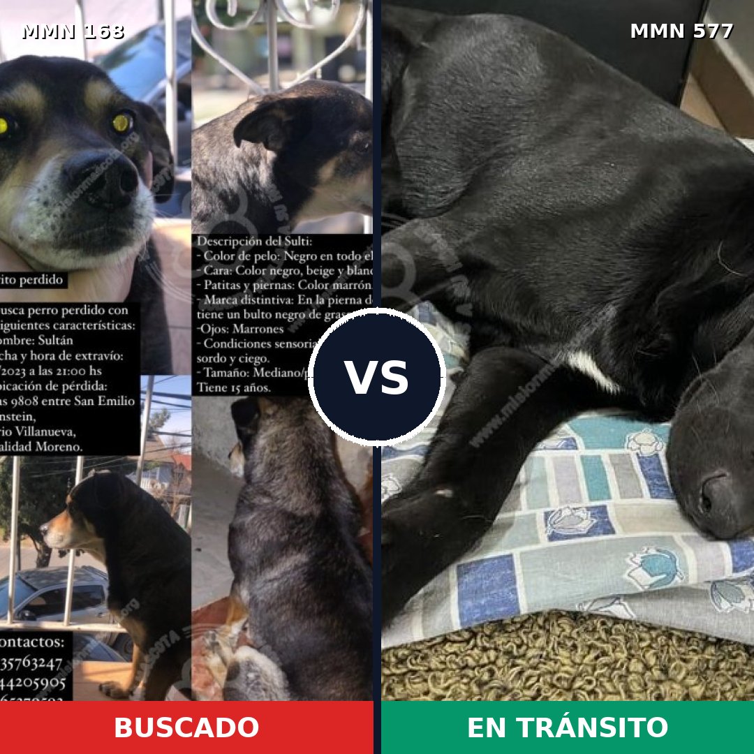 Comparativa MMS 4328: mascota perdida y mascota encontrada, 66% de similitud