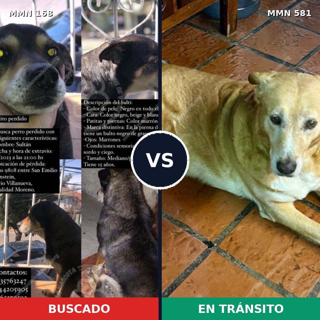 Comparativa MMS 4329: mascota perdida y mascota encontrada, 16% de similitud