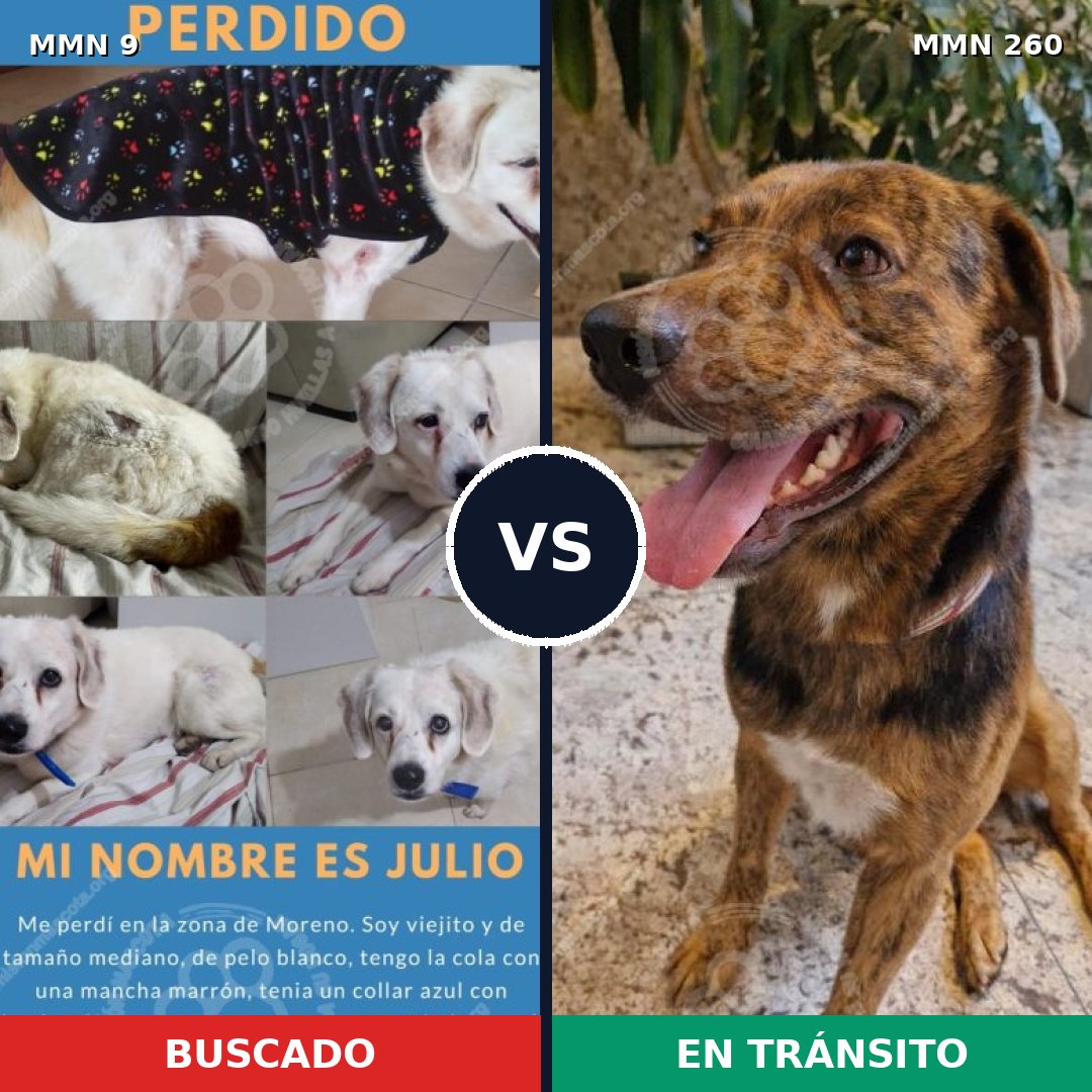 Comparativa MMS 433: mascota perdida y mascota encontrada, 59% de similitud