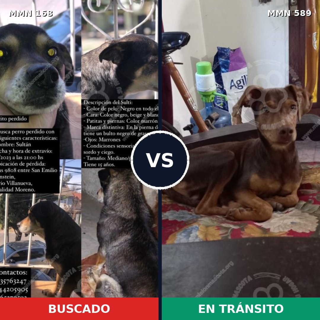 Comparativa MMS 4330: mascota perdida y mascota encontrada, 16% de similitud
