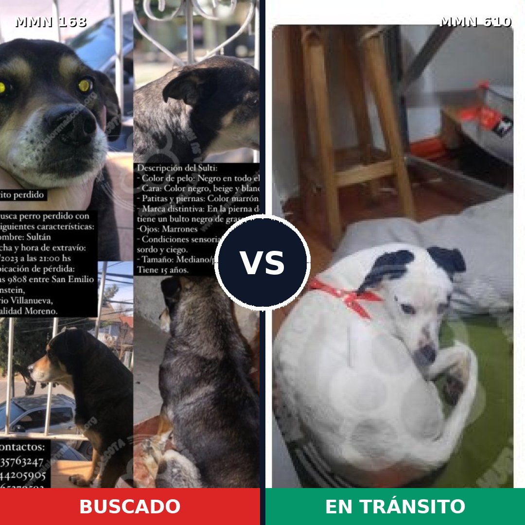 Comparativa MMS 4331: mascota perdida y mascota encontrada, 66% de similitud