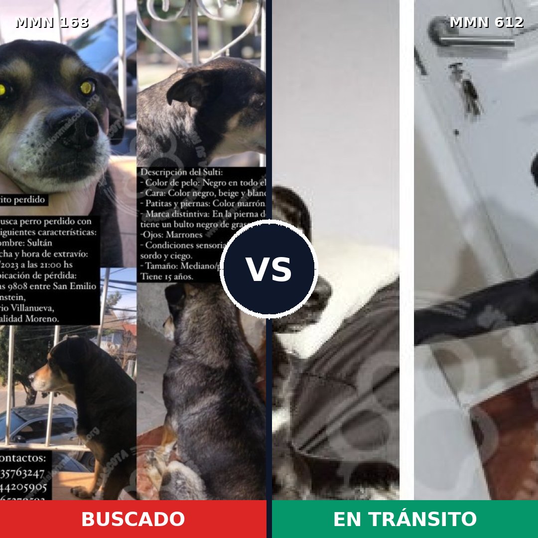 Comparativa MMS 4332: mascota perdida y mascota encontrada, 66% de similitud