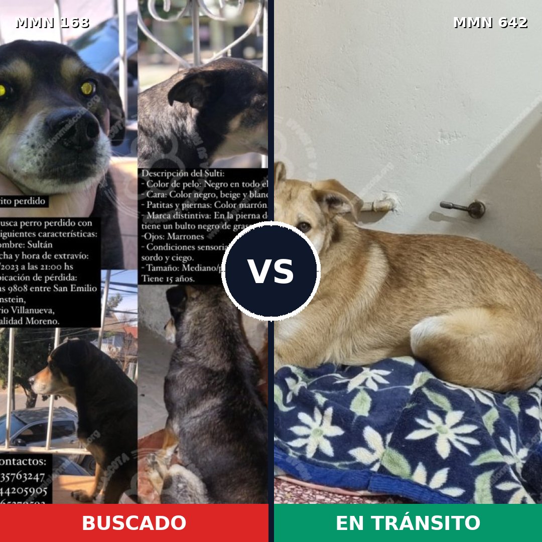 Comparativa MMS 4334: mascota perdida y mascota encontrada, 21% de similitud