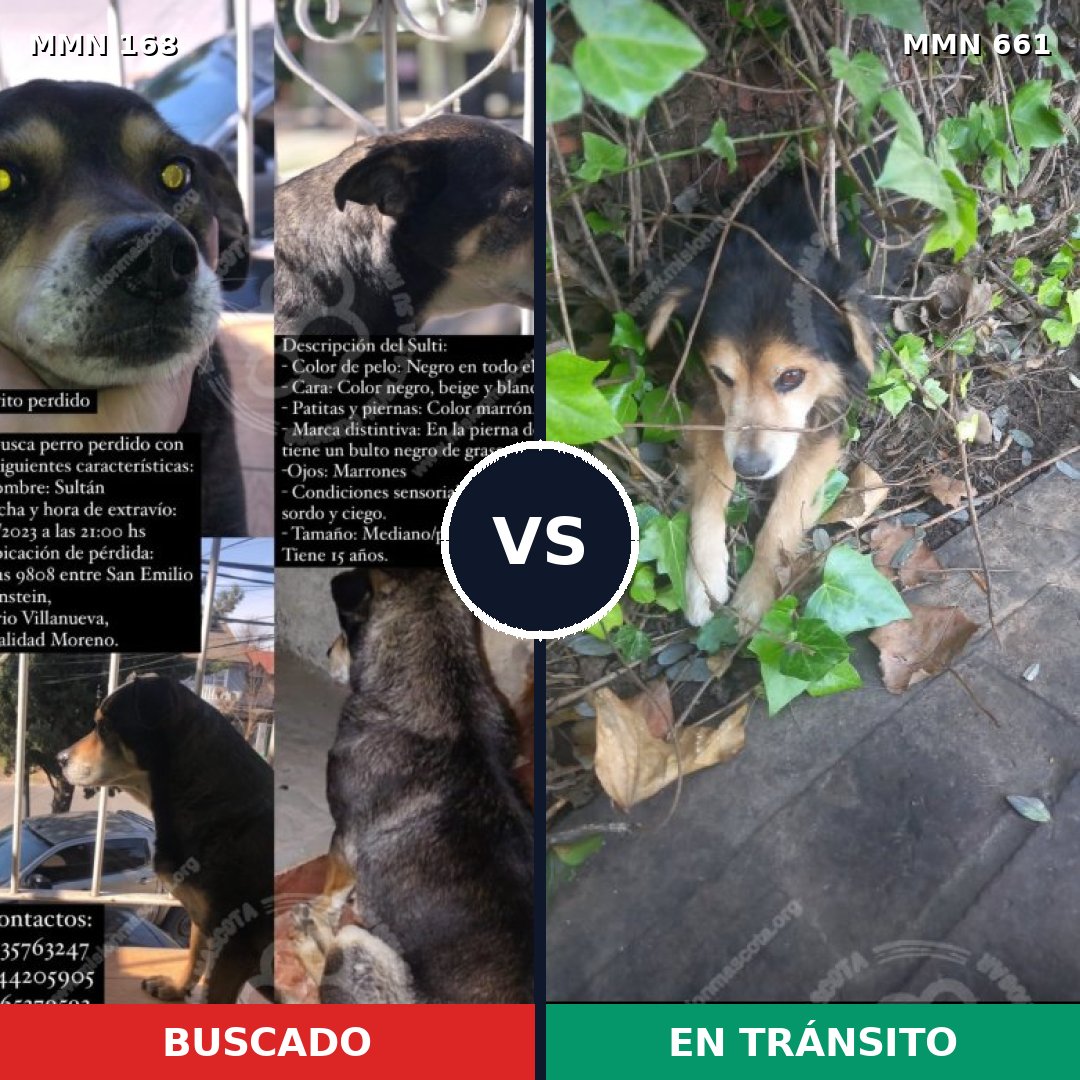 Comparativa MMS 4336: mascota perdida y mascota encontrada, 30% de similitud