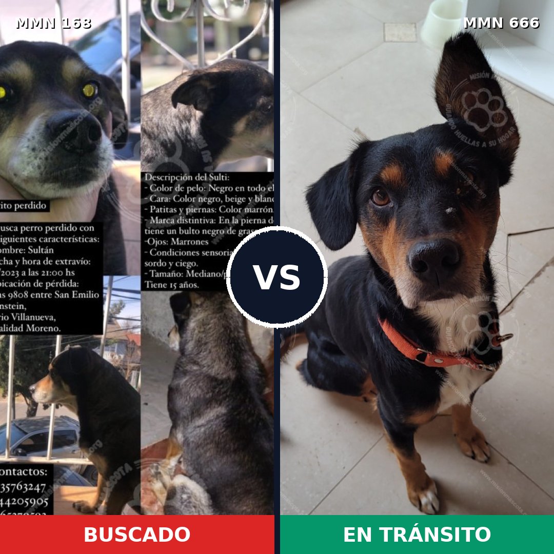 Comparativa MMS 4338: mascota perdida y mascota encontrada, 87% de similitud