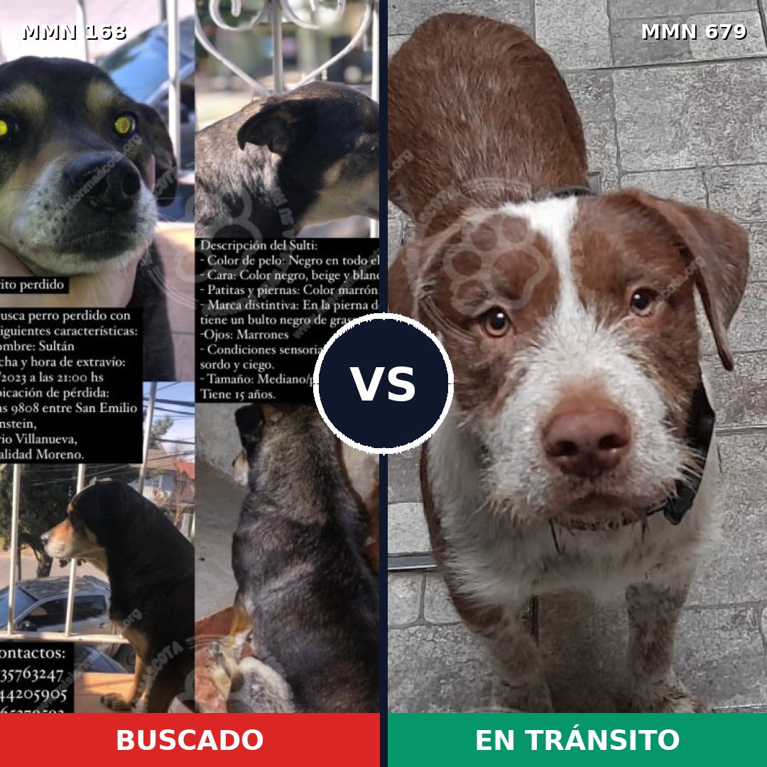 Comparativa MMS 4339: mascota perdida y mascota encontrada, 13% de similitud