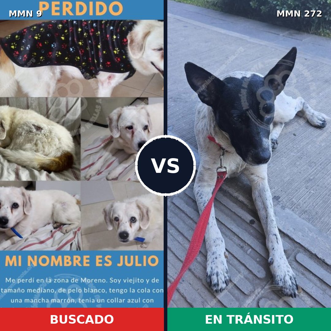 Comparativa MMS 434: mascota perdida y mascota encontrada, 71% de similitud