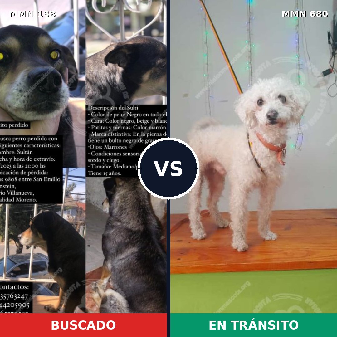 Comparativa MMS 4340: mascota perdida y mascota encontrada, 13% de similitud