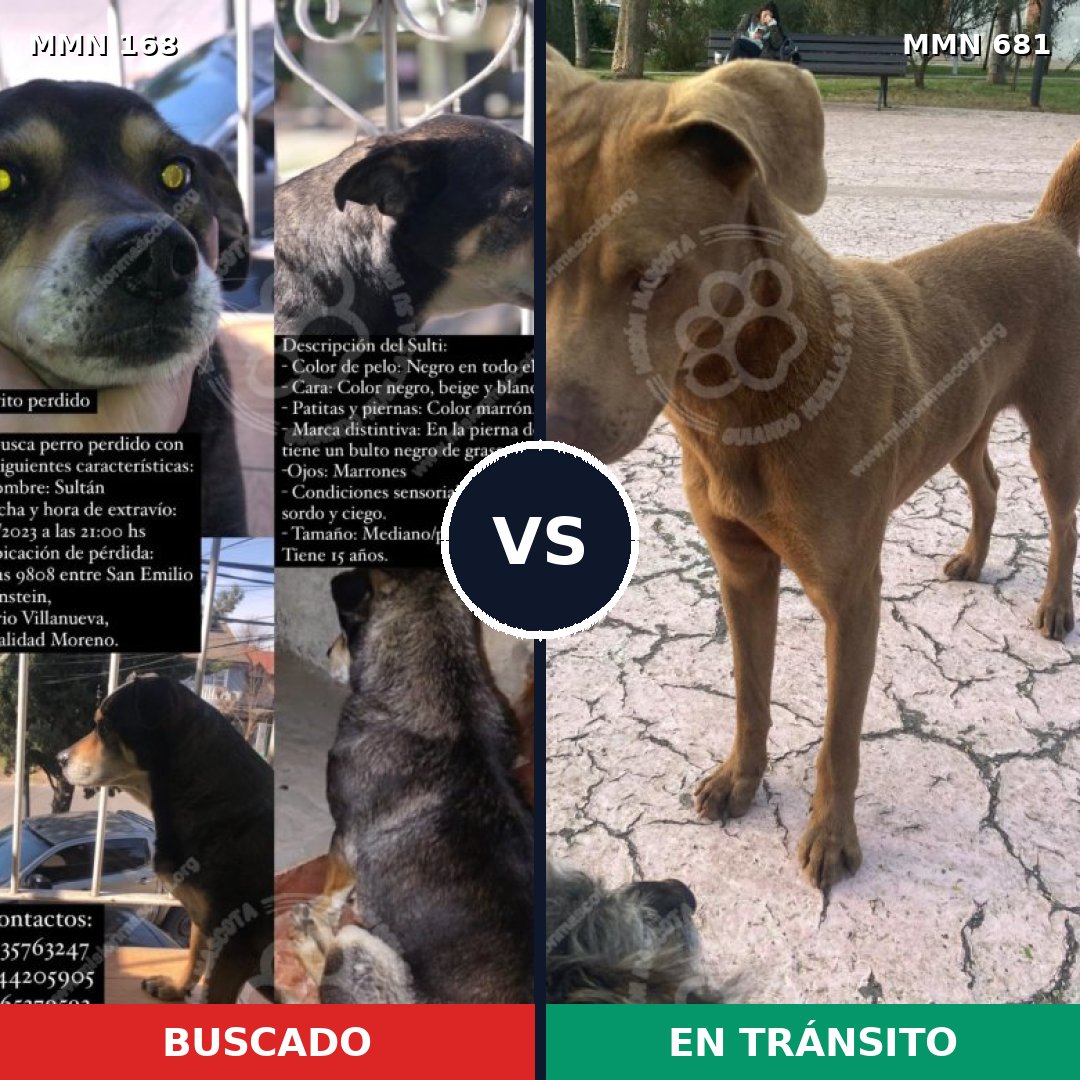 Comparativa MMS 4341: mascota perdida y mascota encontrada, 16% de similitud