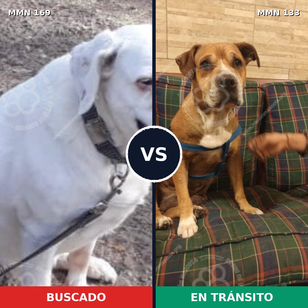 Comparativa MMS 4343: mascota perdida y mascota encontrada, 22% de similitud